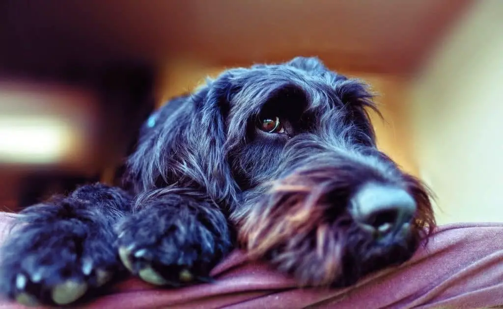 are labradoodles good apartment dogs