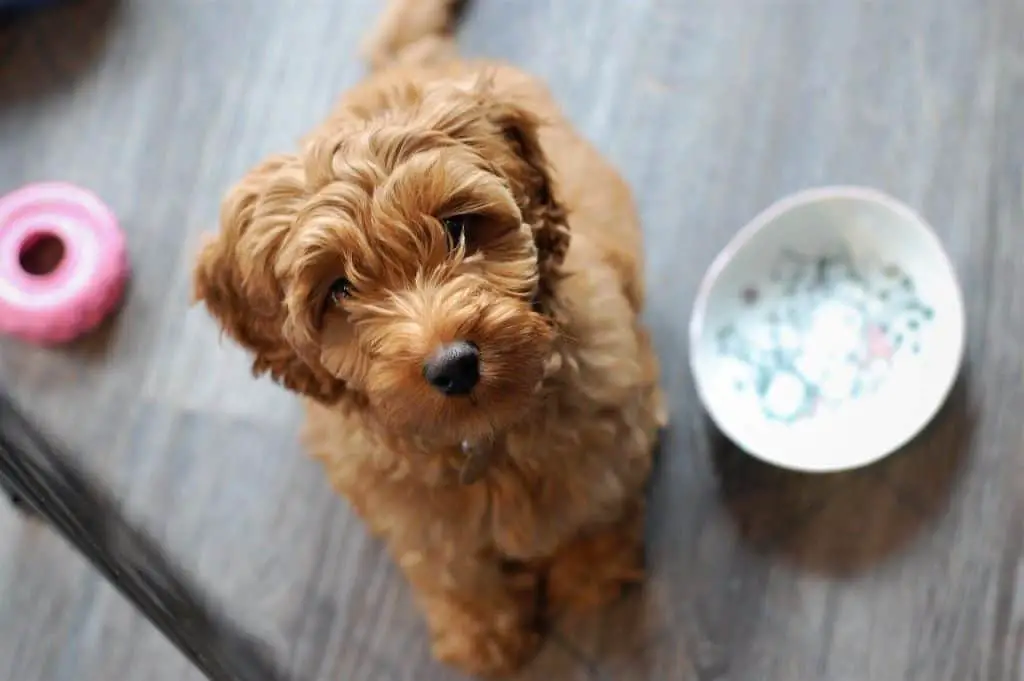 How Big Do Labradoodles Get? What Are the Different Sizes? Own A Doodle