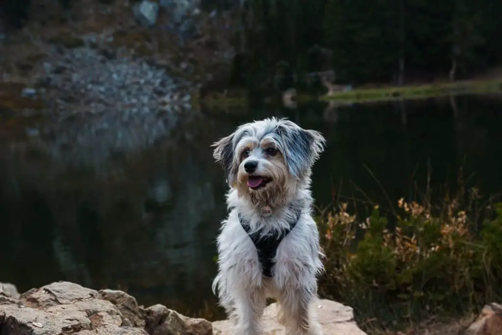 are aussiedoodle the most intelligent dogs