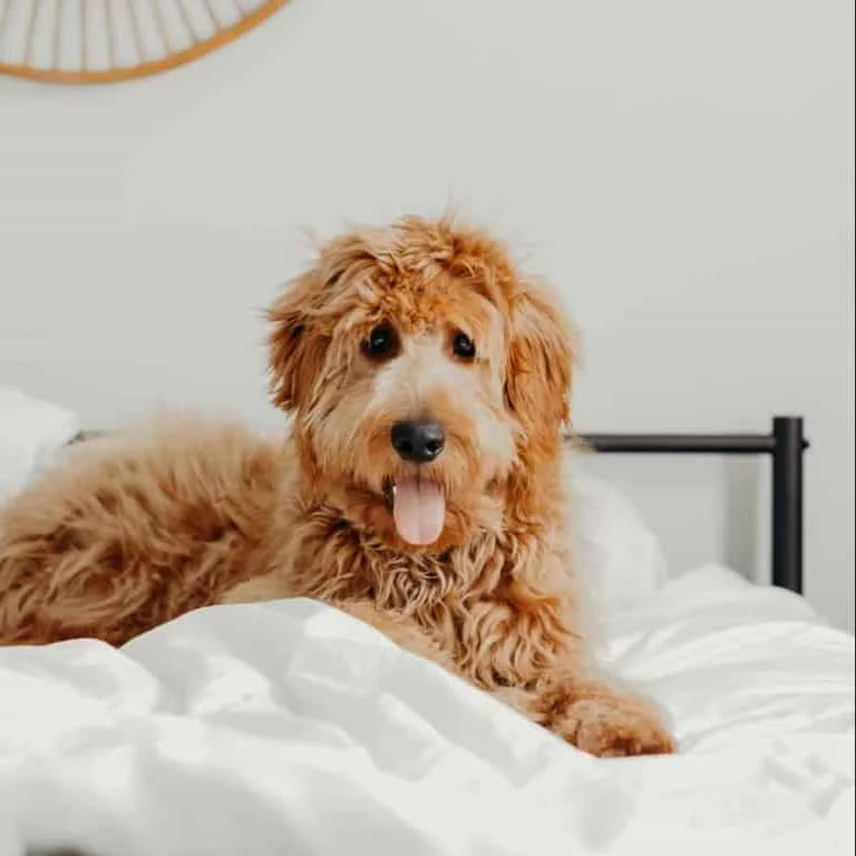 How Long Does A Goldendoodle Live? How To Estimate – Own A Doodle.com