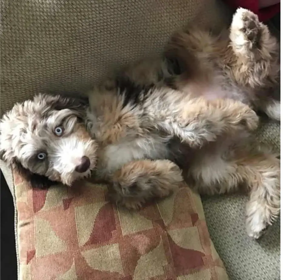 can-you-register-an-aussiedoodle-does-it-matter-own-a-doodle