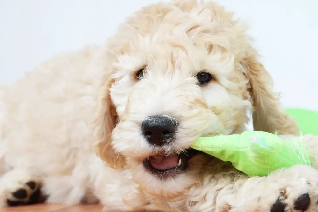 goldendoodle puppy biting