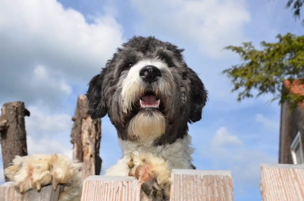 Cute Aussiedoodle at a fence keeps a close watch.