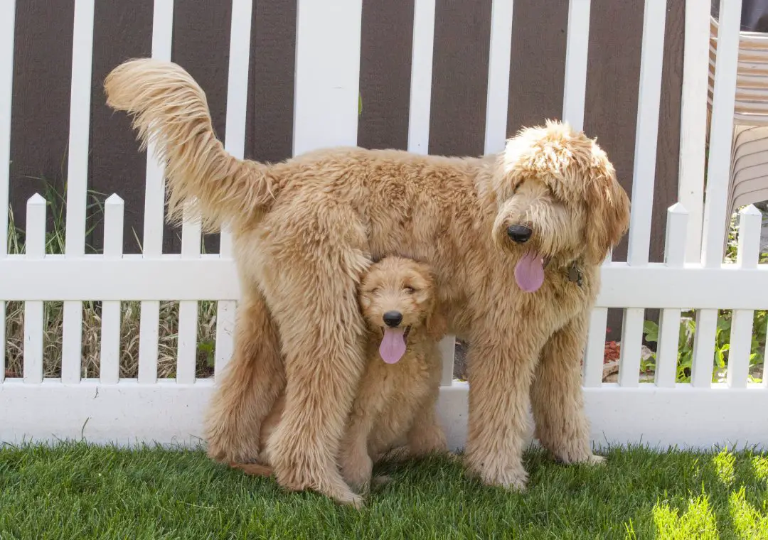 How Long Does A Goldendoodle Live? Their Age Factors Explained Own A