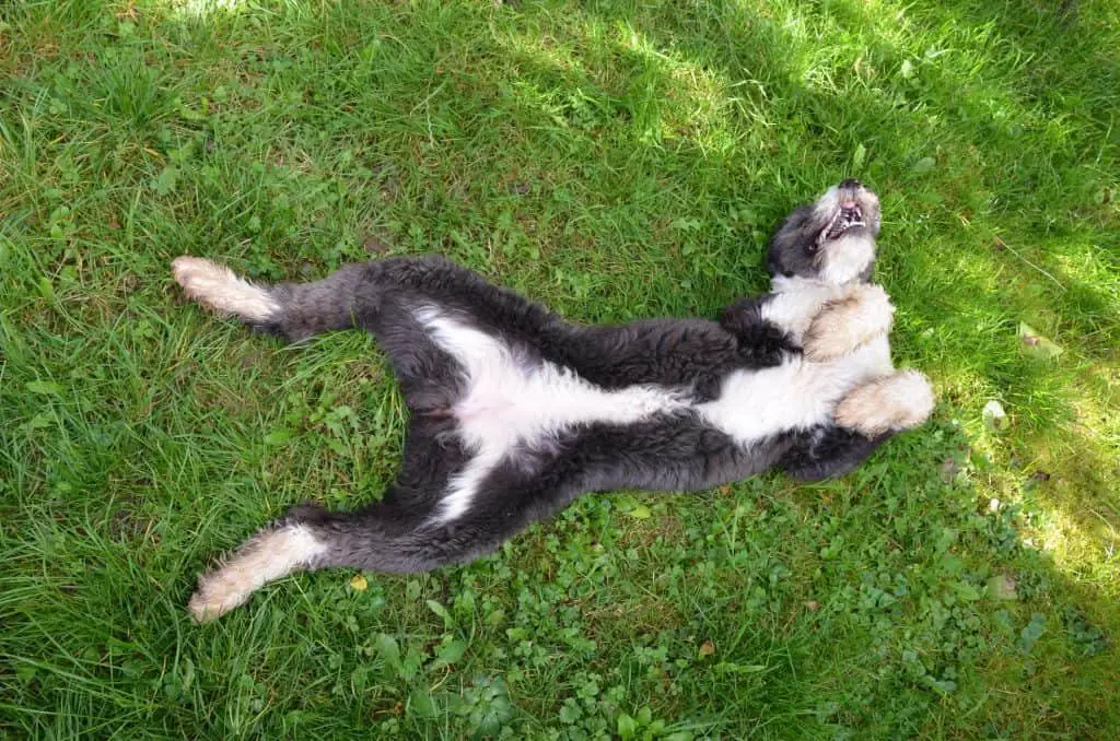 Aussiedoodle looking for a belly rub