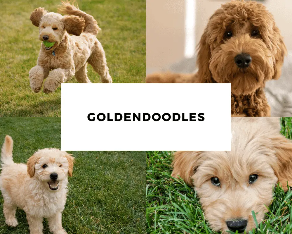 The Goldendoodle Buyer’s Guide 2021 (Top 10 Questions) – Own A Doodle