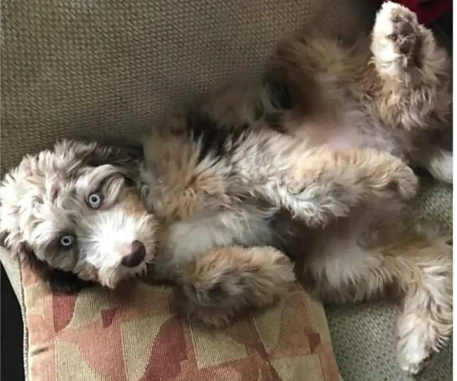 aussiedoodle lying on back