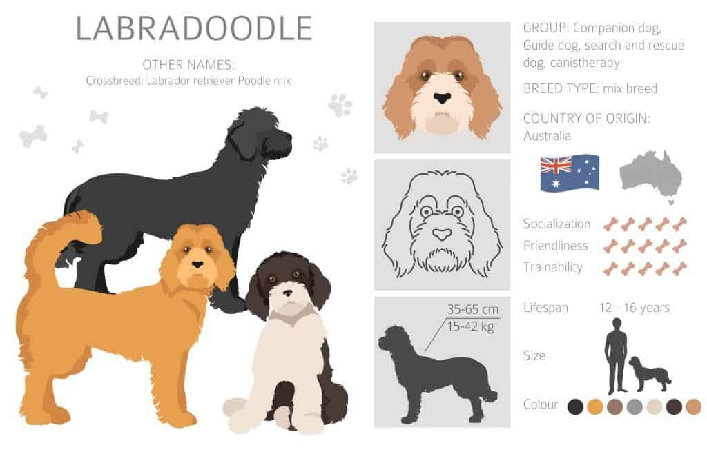 how-to-choose-a-labradoodle-everything-you-need-to-know-own-a-doodle