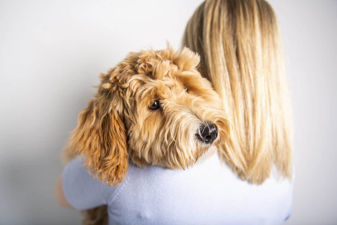How Goldendoodles Can Help With Anxiety Own A