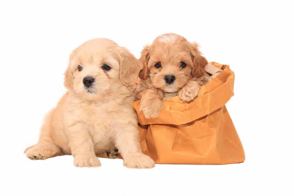 goldendoodle puppies. 