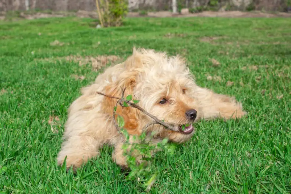 what are the smallest goldendoodles?