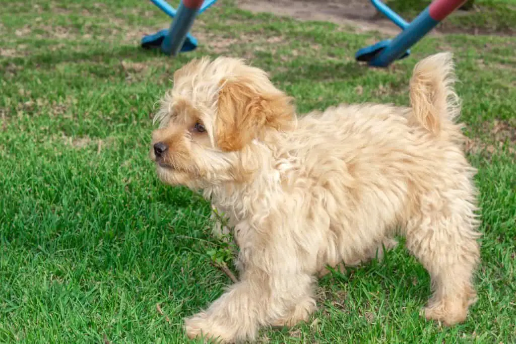 what are the smallest goldendoodles?