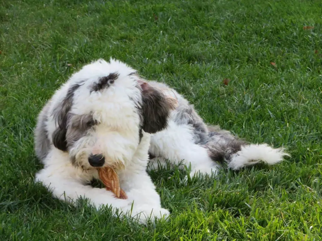 sheepadoodle laying in the grass