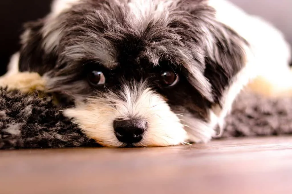 Closeup shot of the face of an adorable Sheepadoodle puppy