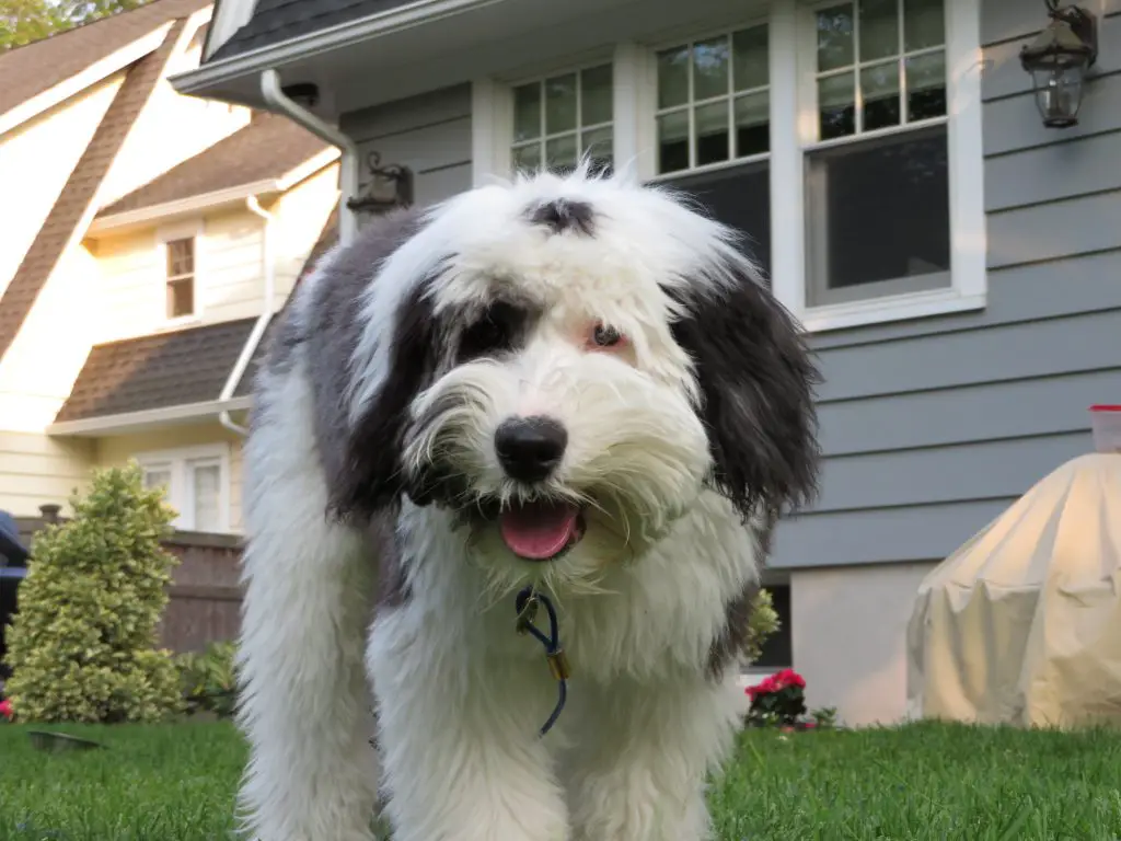 sheepadoodle puppy in the grass outside of his home on a sunny day